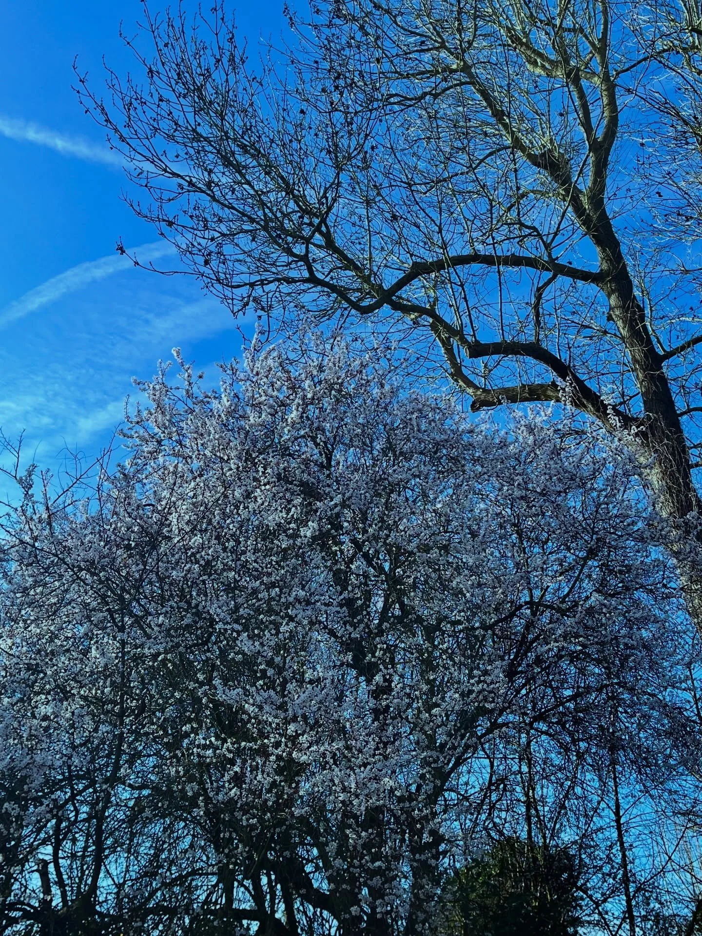 Transitions&hellip;.

I&rsquo;ve been noticing the cherry blossoms starting to bloom near my house this week. It always feels like such a clear sign that winter is slowly giving way to spring.

This time of year feels especially meaningful right now.