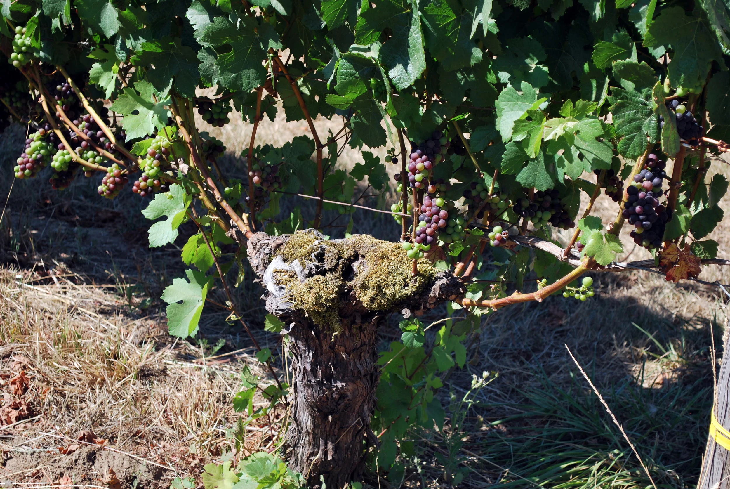Chehalem Mtn Vineyard Vine Aug 2016.jpg