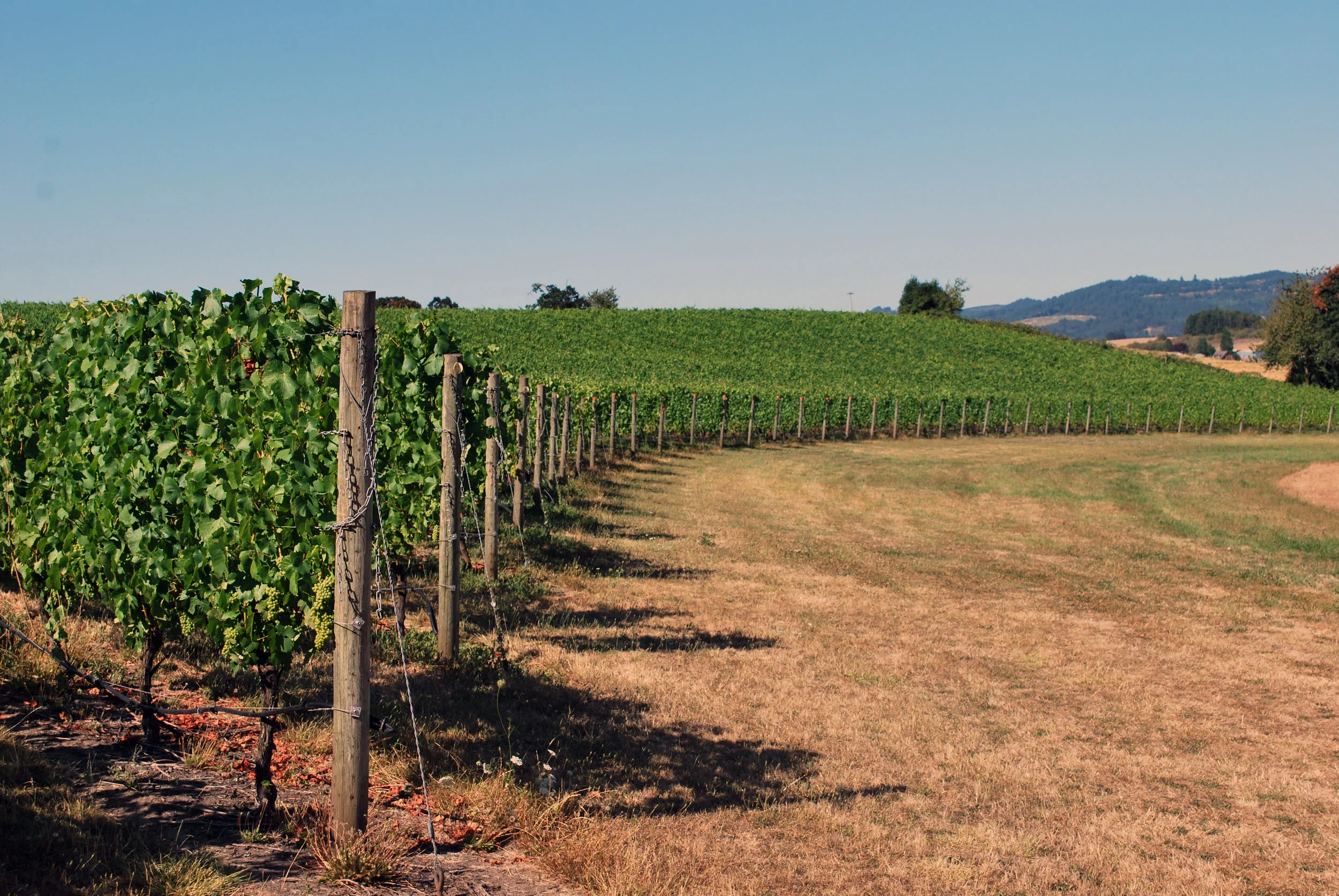 Holmes Gap Vineyard Block Aug 2016.jpg