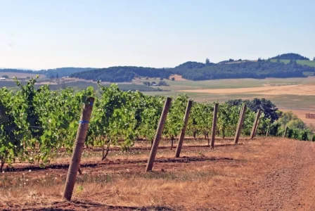 Eola Springs Vineyard Block Aug 2016.jpg