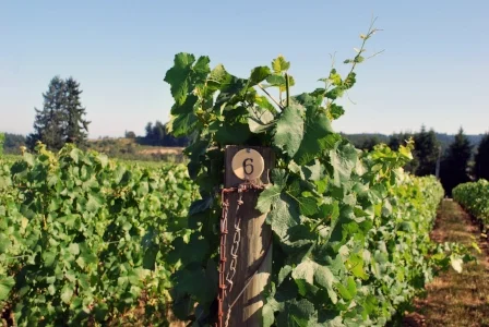 Morrissey Valin Vineyards Post Aug 2016.jpg