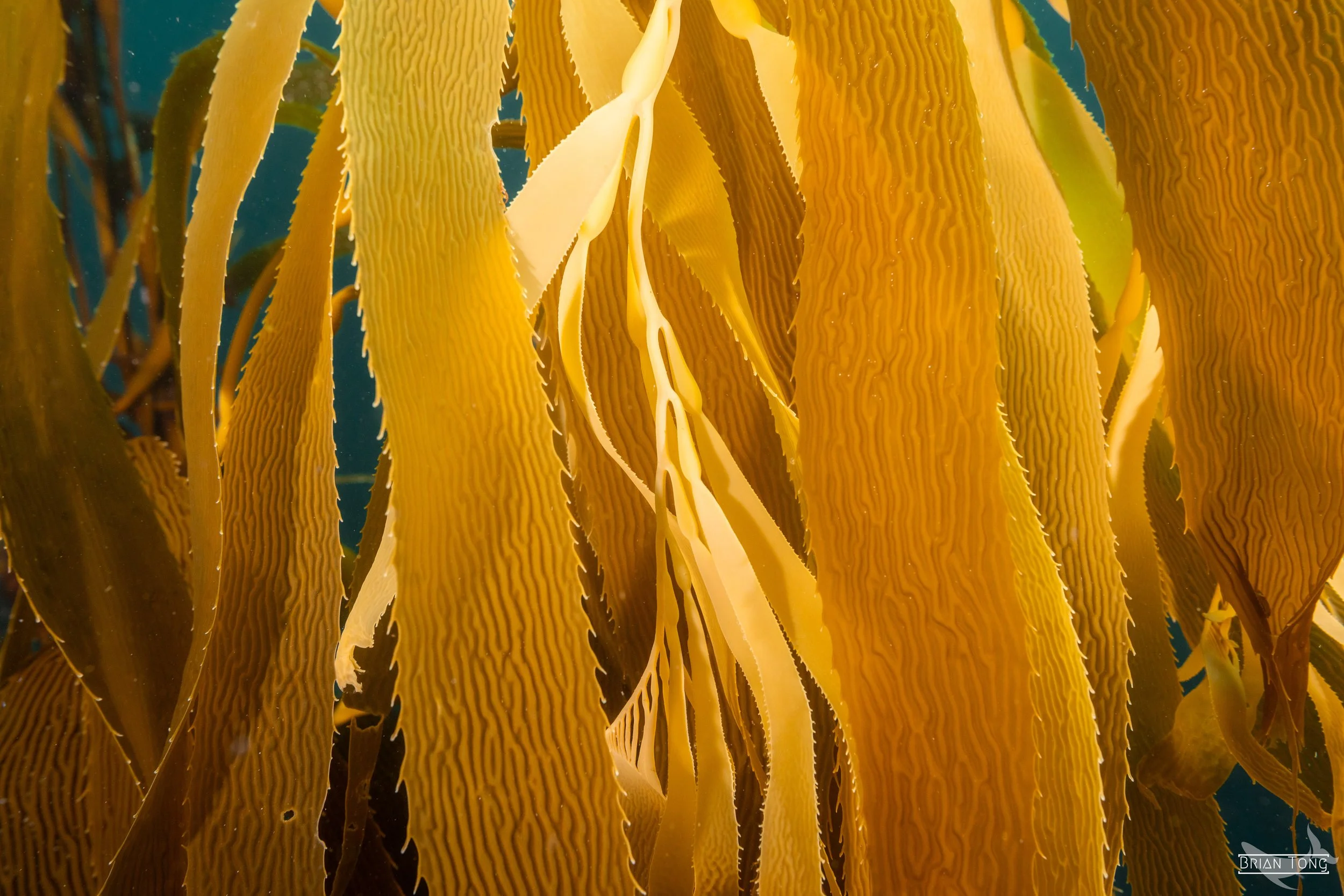 _MG_5336.jpg