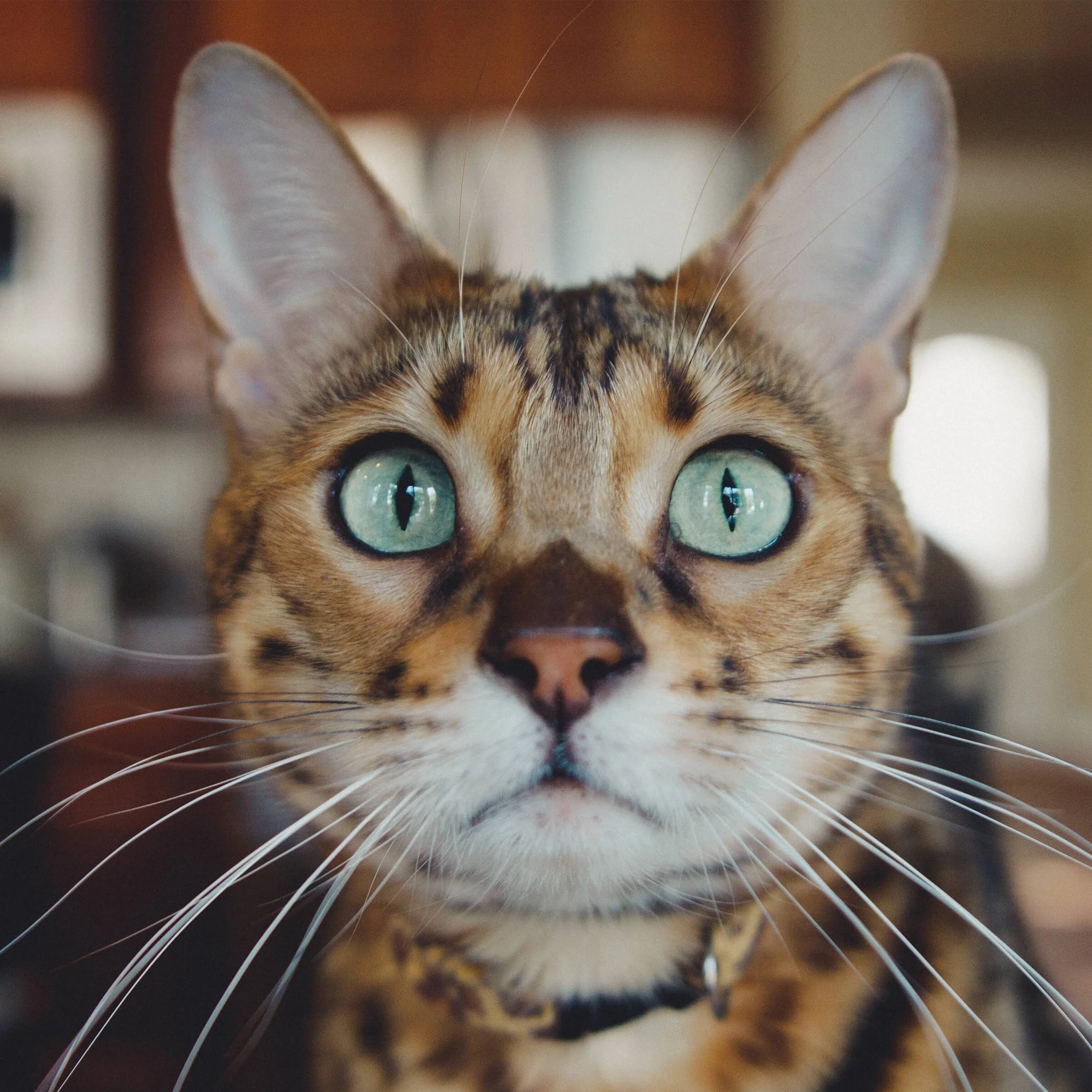 cats.jpg