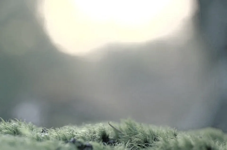 moss-983908_960_720.jpg