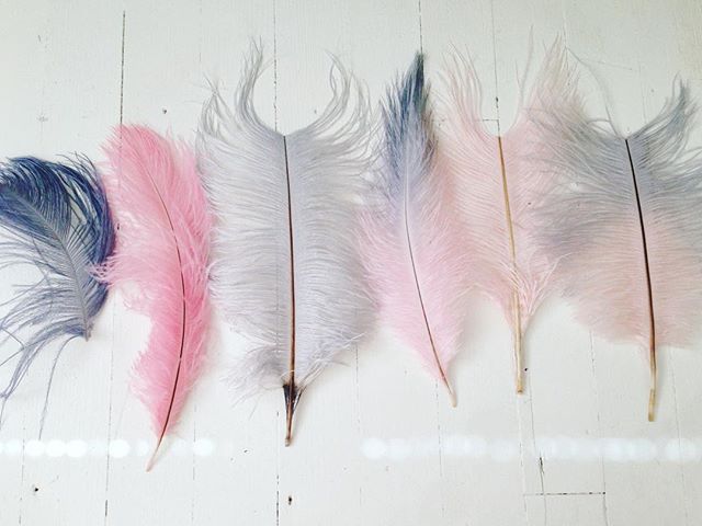 Experiments with feather dying today! Using some ostrich drabs to spot test hand mixed batches of dye combos.
Random FrankleFact: I went to school for theatrical costuming, and was one of 12 students accepted to The Royal Welsh College in Cardiff. (instead my path found me on the other side of the footlights, on an even more magical adventure!) Feels good to get my fingers all mucky with dye again.
I'll do a little feature on tips & tricks w/ feather working once this project is finished. 💓
#burlesque #frankiesin #showgirl #burlylife #featherfans #diyshowgirl