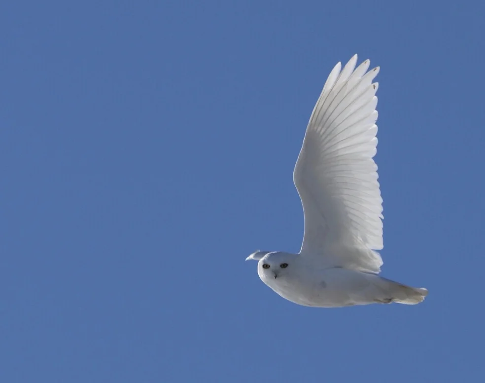 bird.jpg