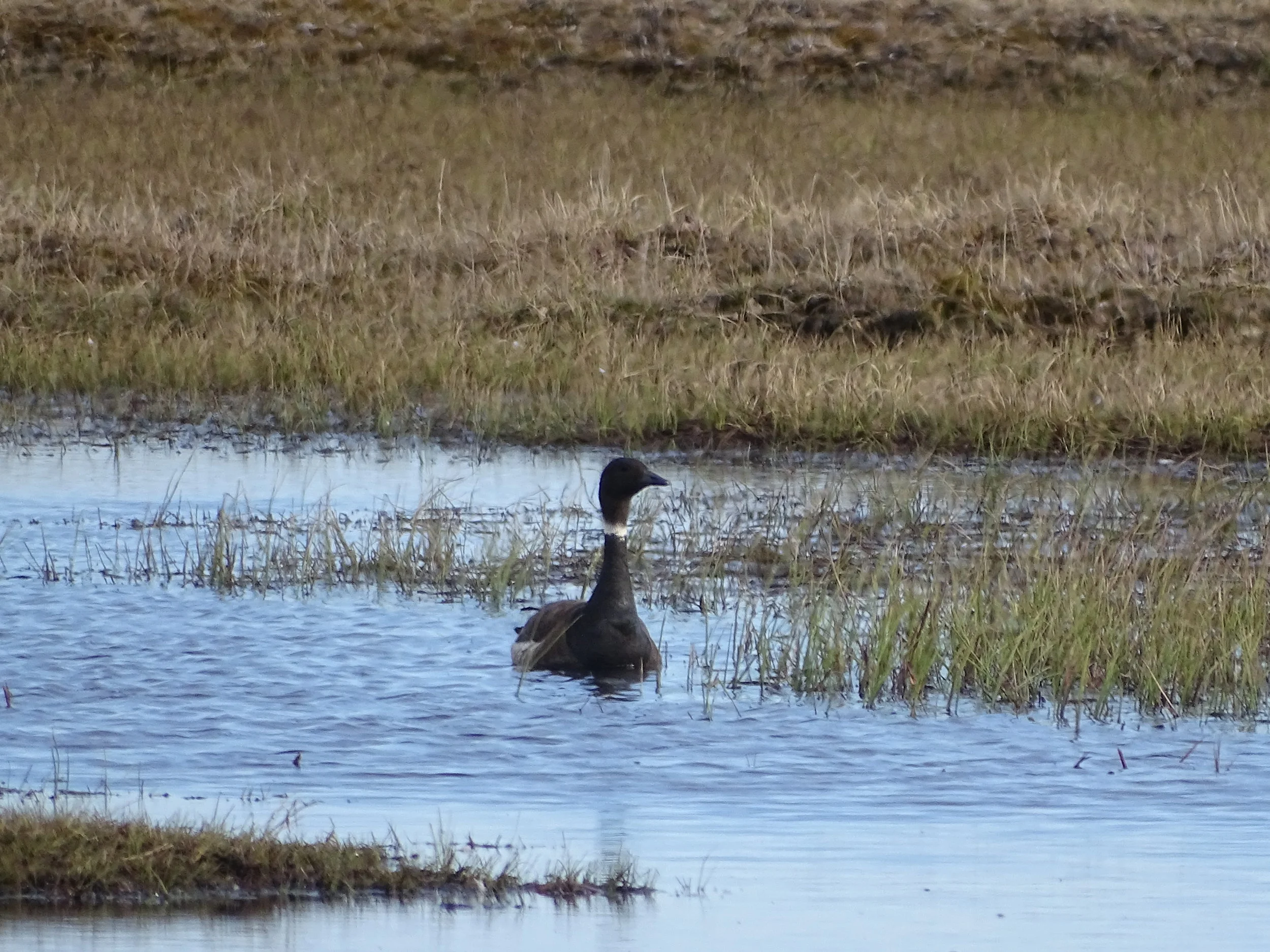 Duck.JPG