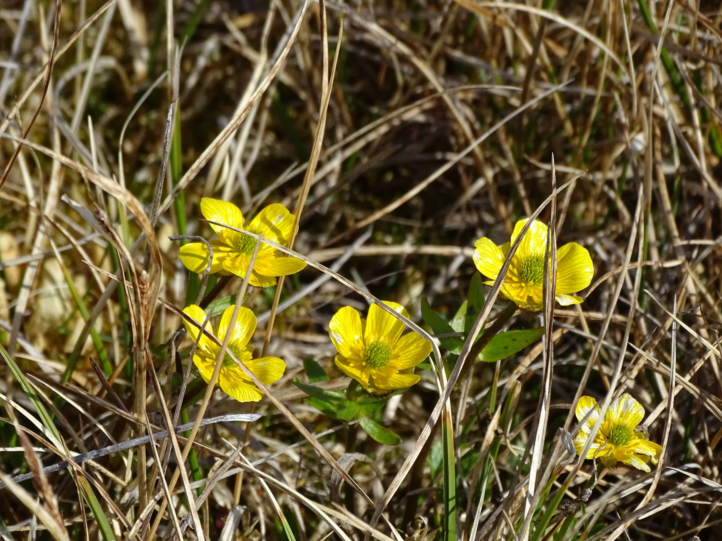 Dwarft Cinquefoil.JPG