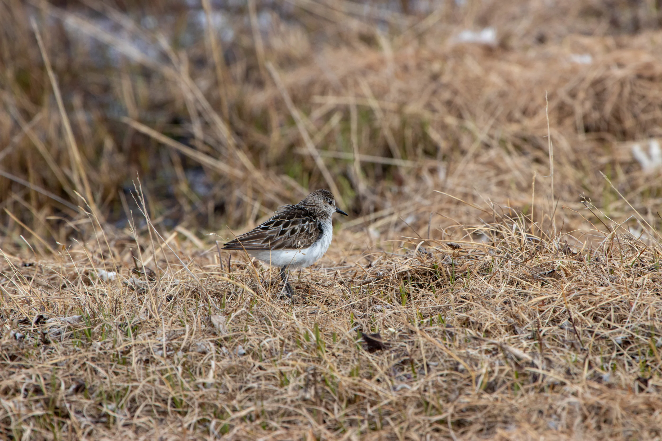Semipalmated Sandpiper.jpg