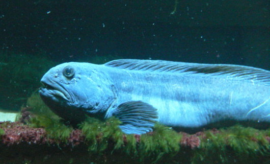 Photo credit: Haplochromis