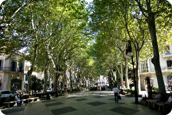 Palma