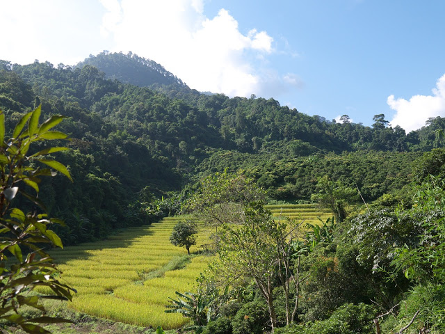 Doi Pui Naional Park.jpg