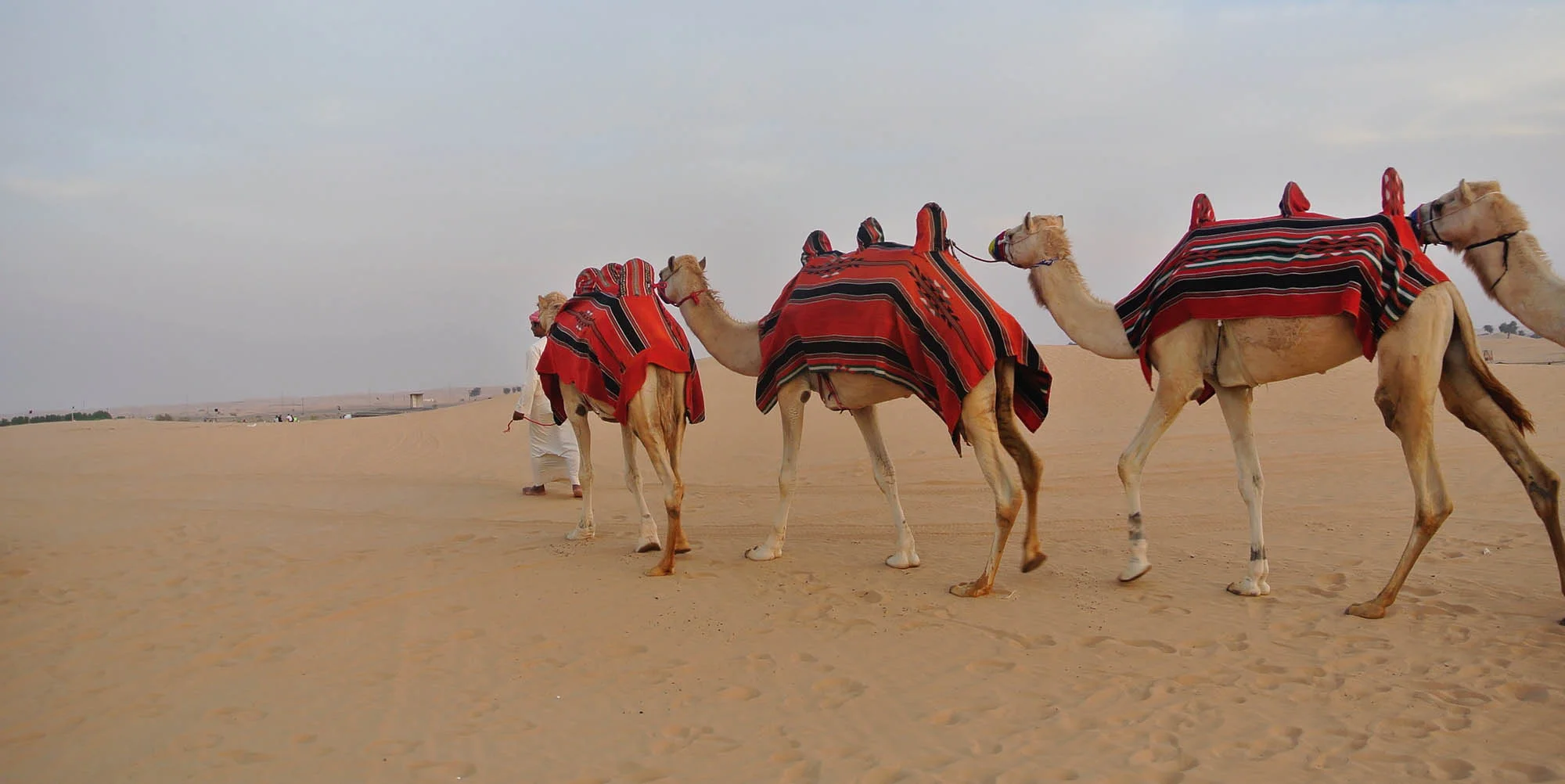 kamel.jpg