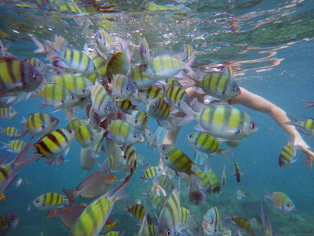 fishes.jpg