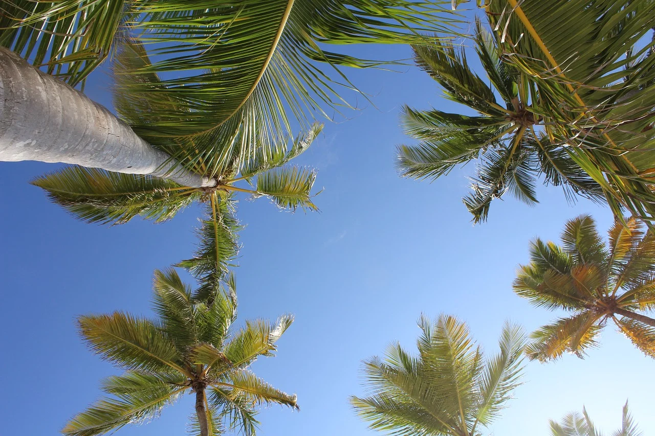 palms-1012118_1280.jpg
