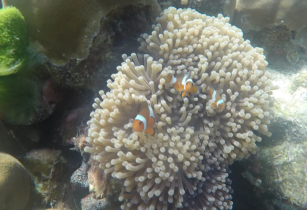 nemos.jpg