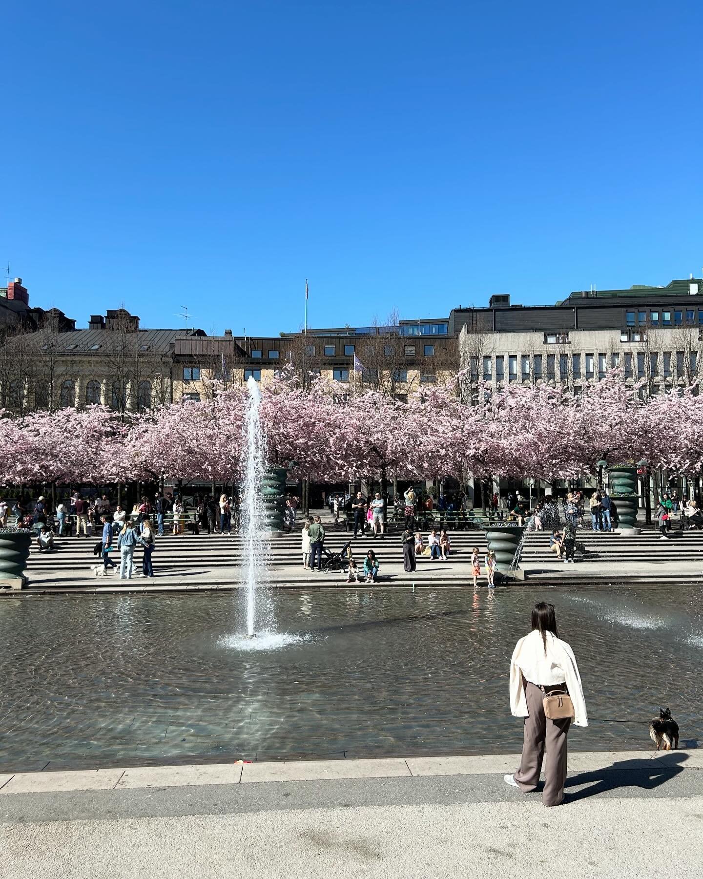 Bilder fr&aring;n en majl&ouml;rdag i Stockholm med 22 grader och k&ouml;rsb&auml;rsblom🌸🌿☀️
#stockholm#visitstockholm#sweden#kungstr&auml;dg&aring;rden#visitsweden#may#stockholm_insta#stockholmcity#stockholmexplore