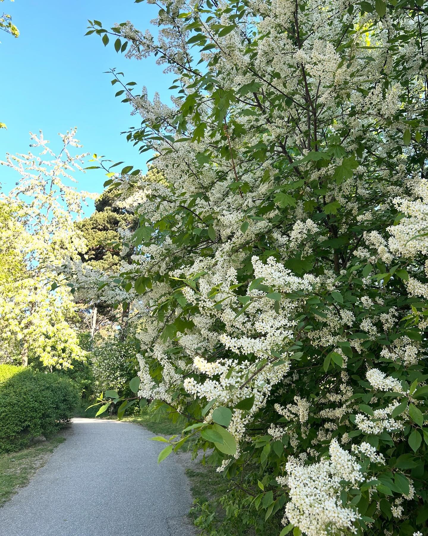 Ge mig maj &aring;ret om - den h&auml;r gr&ouml;nskan &auml;r otrolig🌿😍
#maj#stockholm#sweden#visitstockholm#v&aring;r#spring#bloom