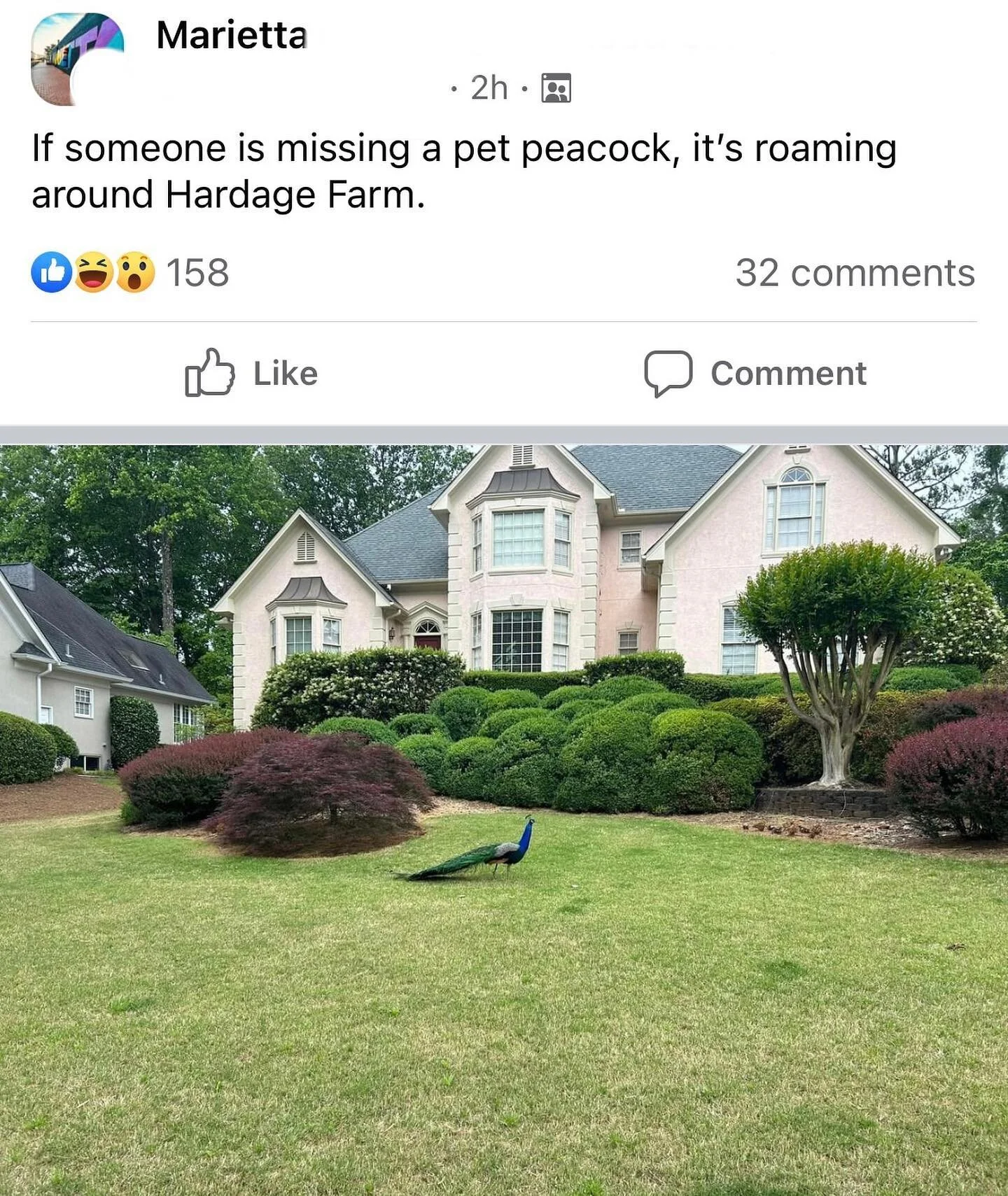If you&rsquo;re missing a peacock, it&rsquo;s in Marietta 😆