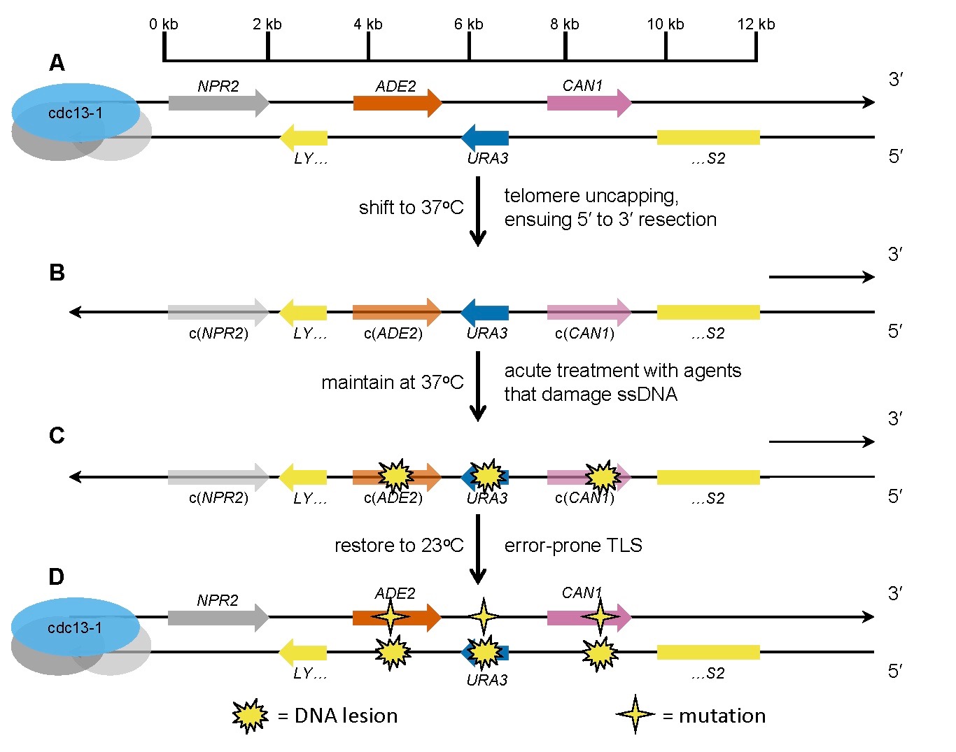 A. Three reporter genes ( ADE2 , URA3 , and CAN1 ) are embedded near a telomere in a cdc13-1 haploid yeast background. B. Shifting to 37 degrees destabilizes the Cdc13-1 mutant protein, resulting in loss of the protective proteinaceous capping structure at the telomere. The uncapped telomere is recognized as a DNA double-strand end, which is enzymatically resected to generate a long single-strand DNA (ssDNA) overhang. C. Exposure to a test mutagen/carcinogen creates damage lesions in the exposed ssDNA. D. Restoration to 23 degrees triggers re-synthesis of double-strand DNA. Specialized error-prone translesion synthesis (TLS) polymerases create mutations opposite the lesions. Clusters of mutations that inactivate more than one reporter gene can be selected by plating on the appropriate media.