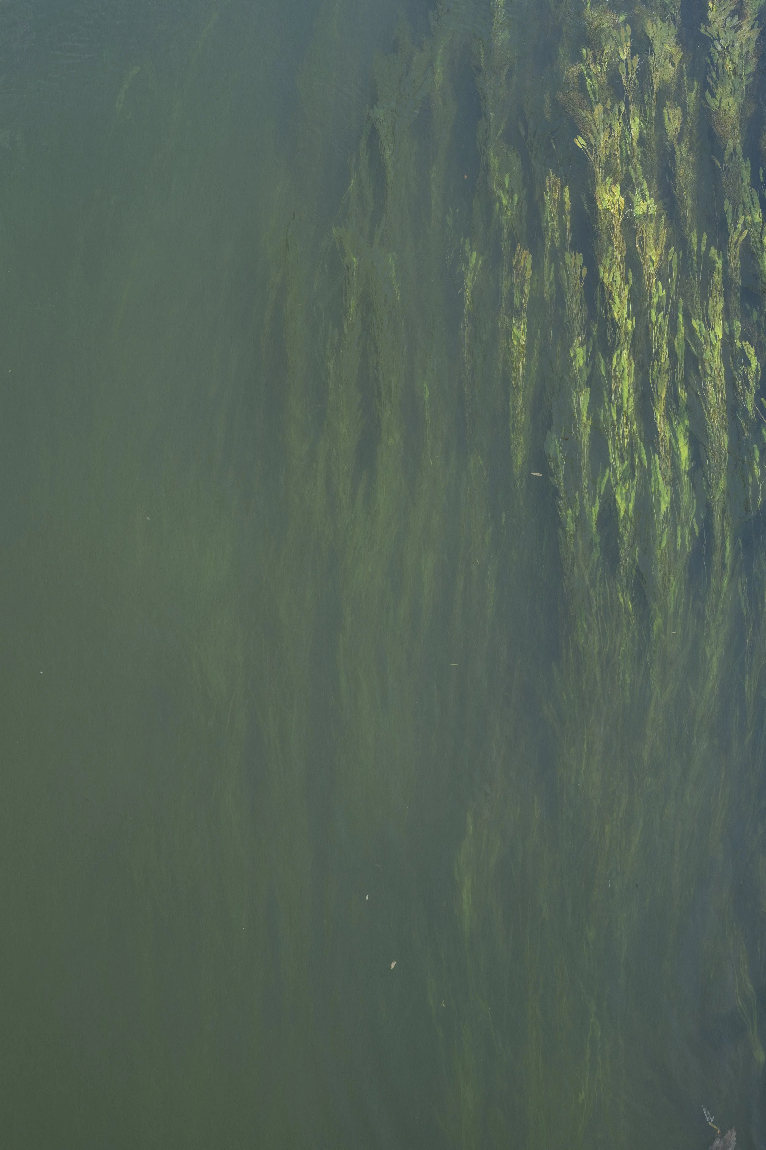 Current (Surface), 2018/24