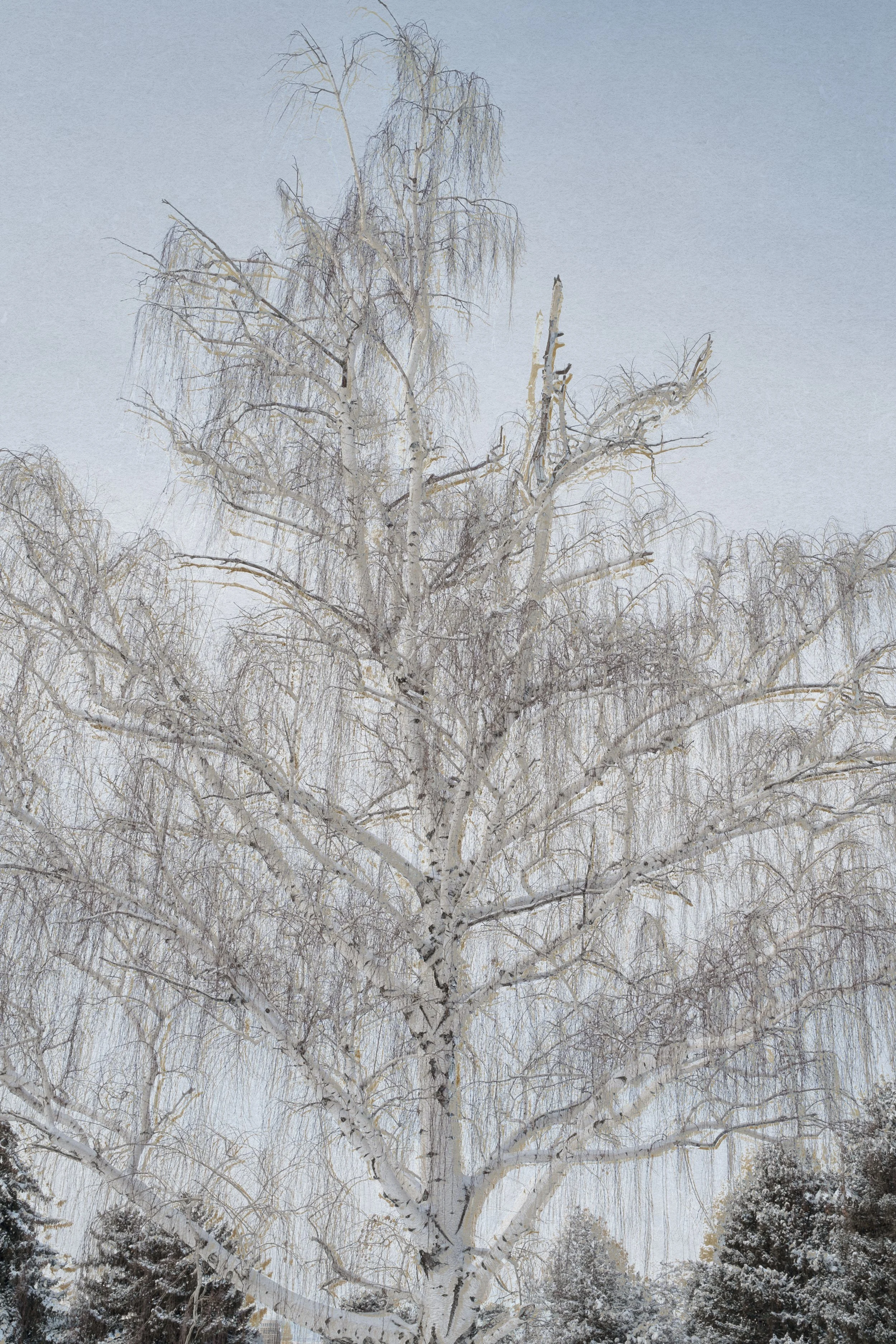 Memory Tree, 2014/25