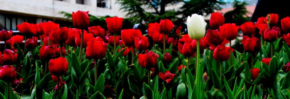 Altındağ tulips.jpg