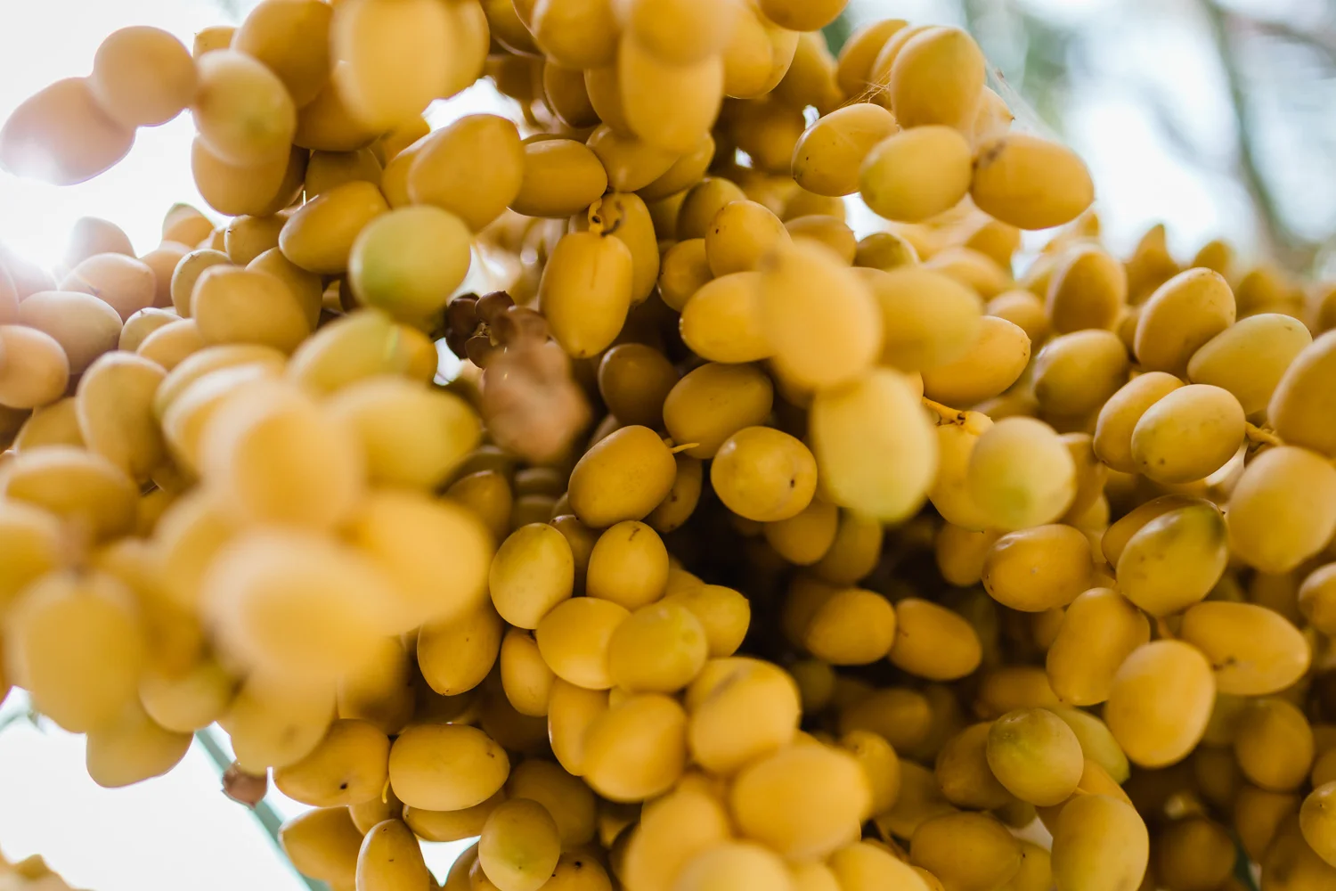 Oman-Dates-Agriculture-MiddleEast-Daniel-Durazo-Photography.jpg