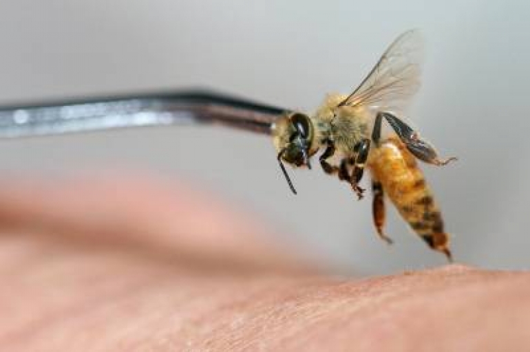 Apitherapy, Bee Well Holistic Health