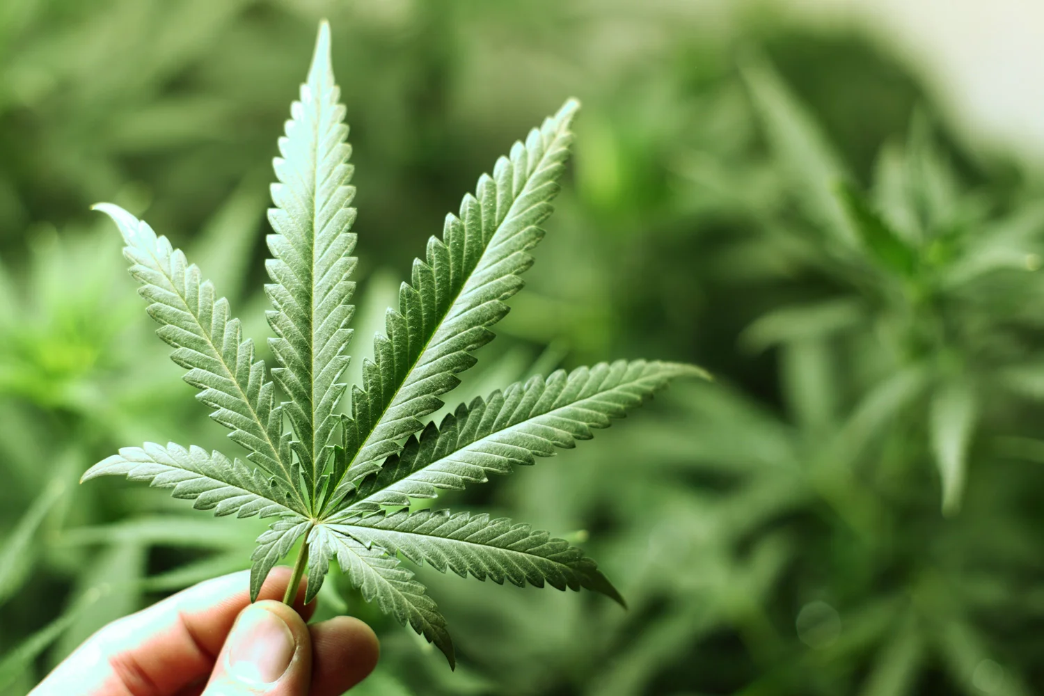 Marijuana leaf medicinal benefits of cannabinoid herb