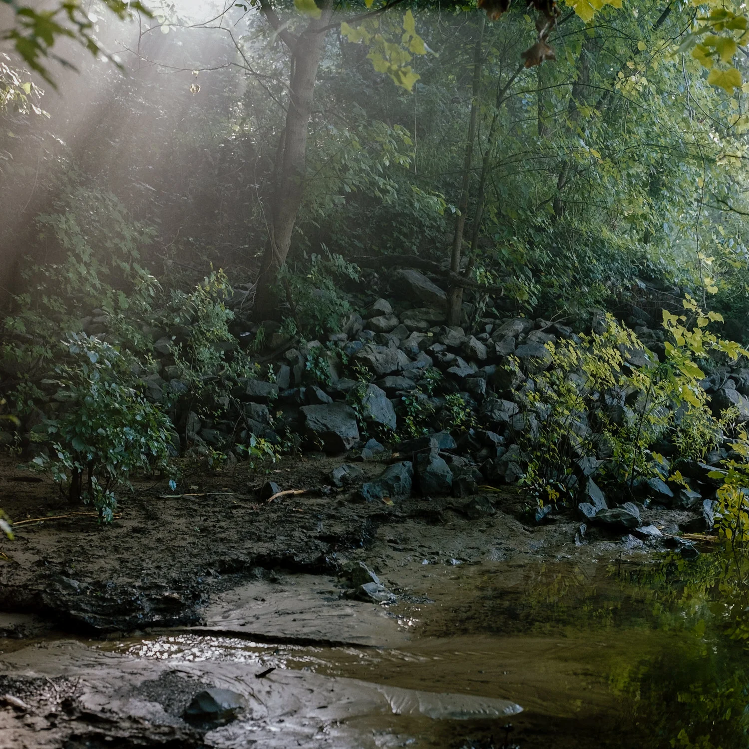 TreesForest1.jpg