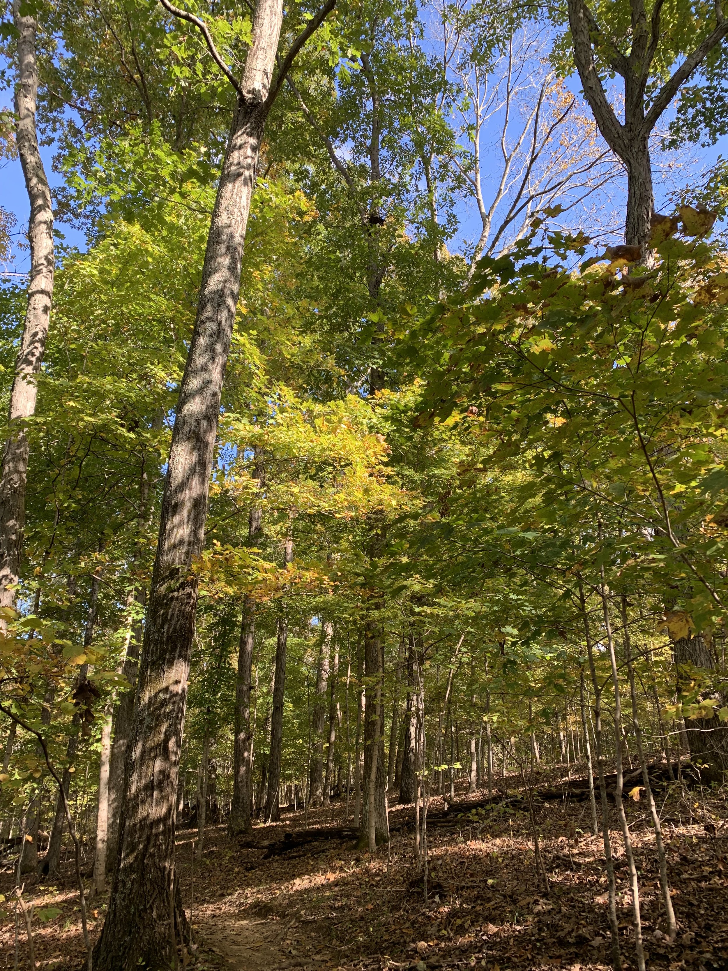 Worship Service | Proper 25 