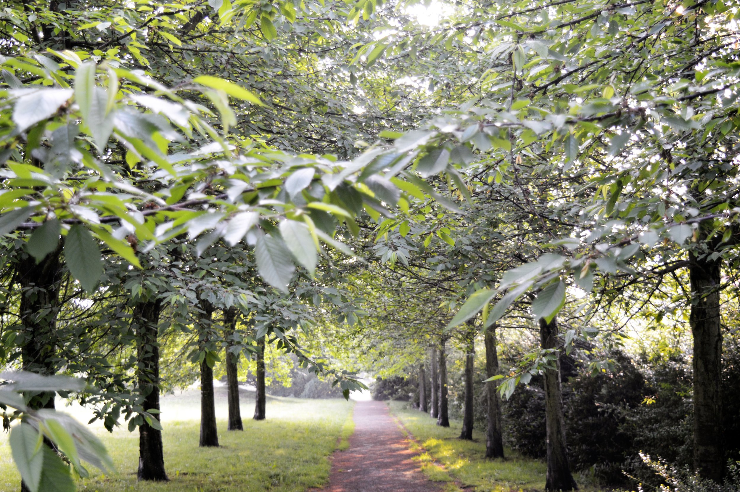 allee.jpg