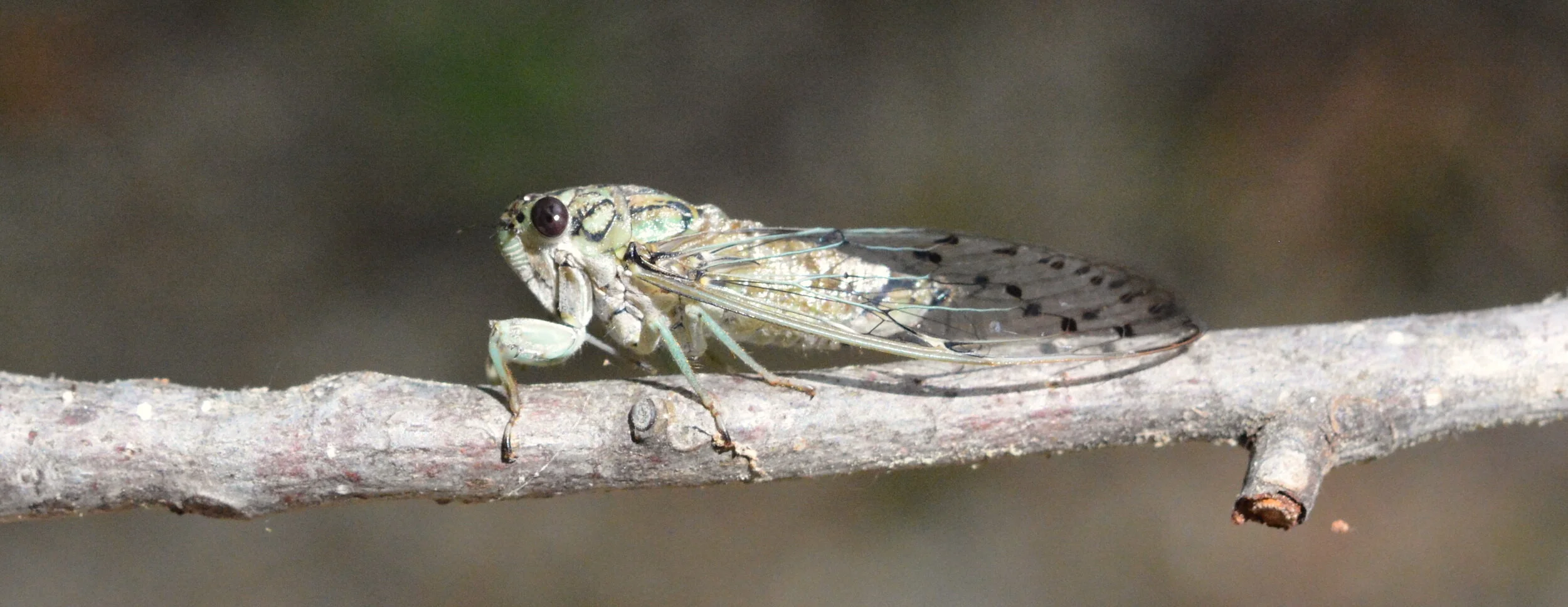CNC cicada.JPG