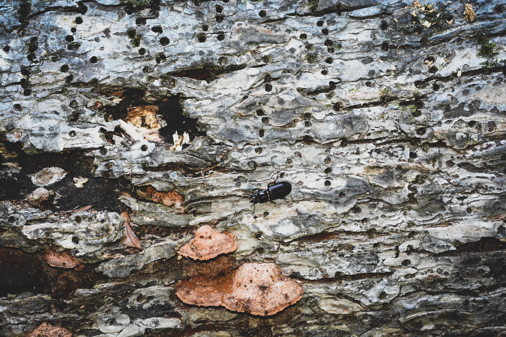beetle on a log.jpg