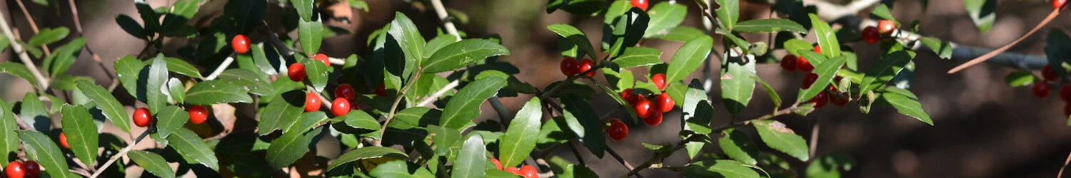 yaupon holly berries.JPG