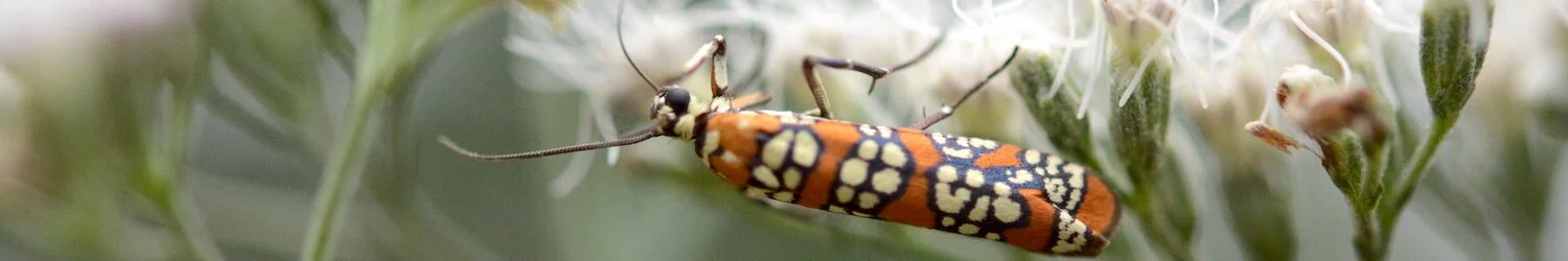 moth on white flowers.jpeg