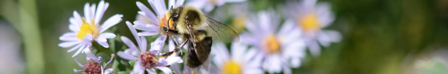 bumblebee on an aster.JPG