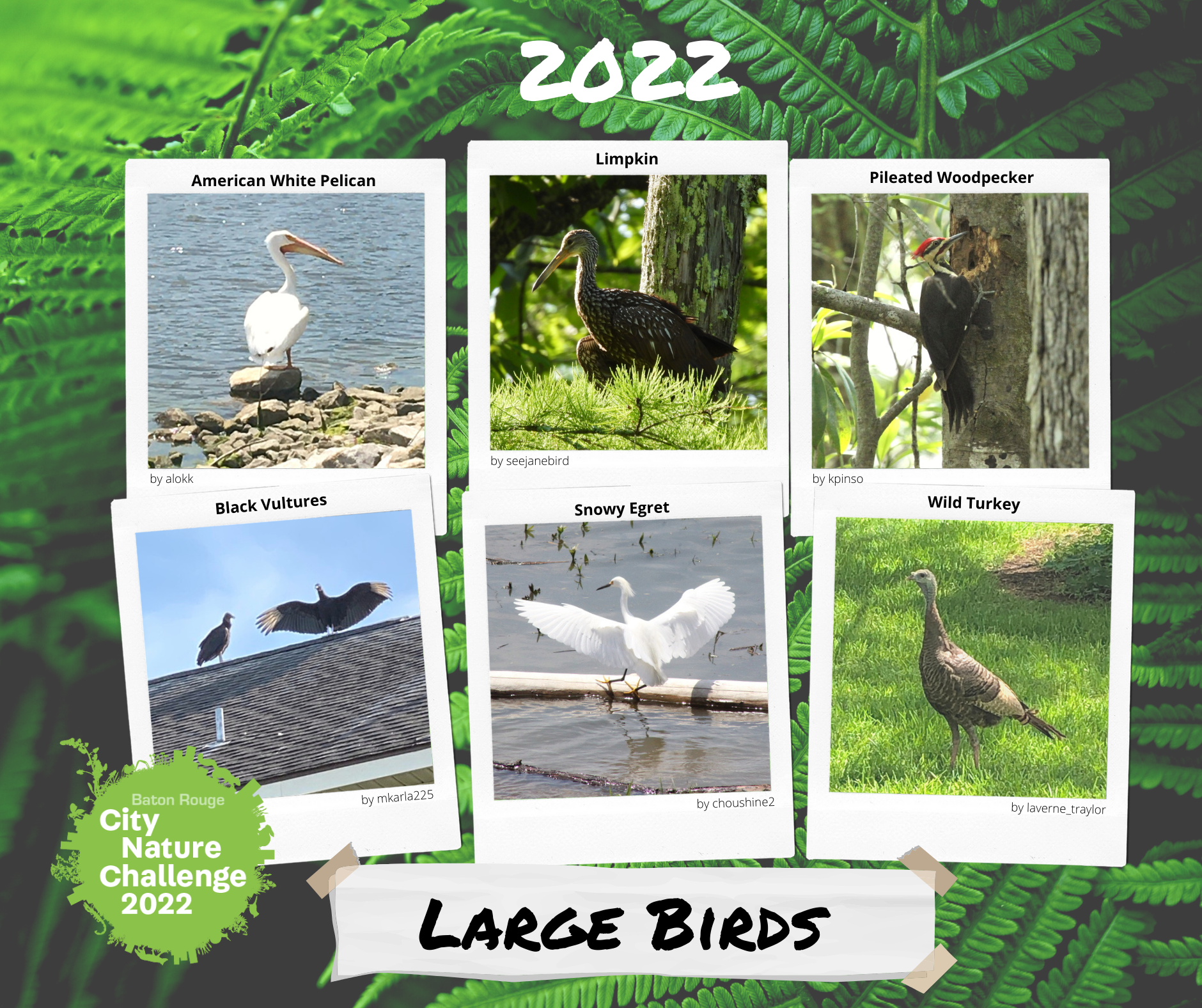 2022birds2.png