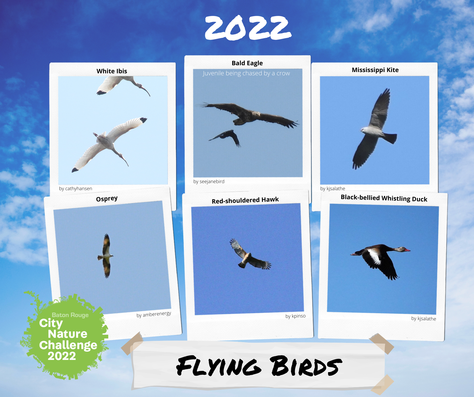 2022birds3.png