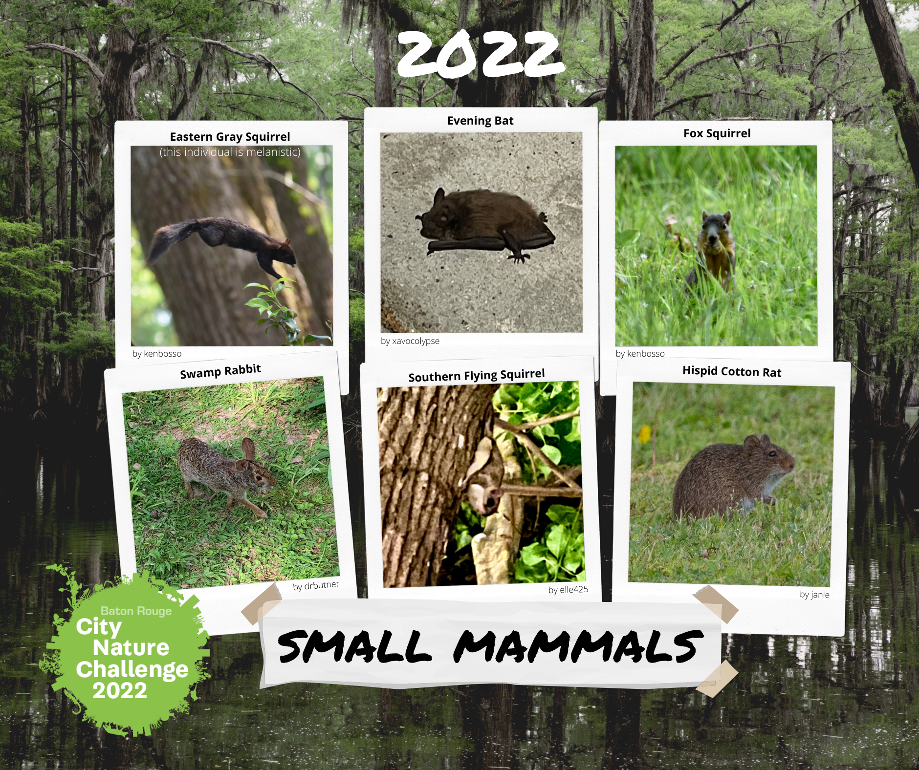 2022mammals1.png