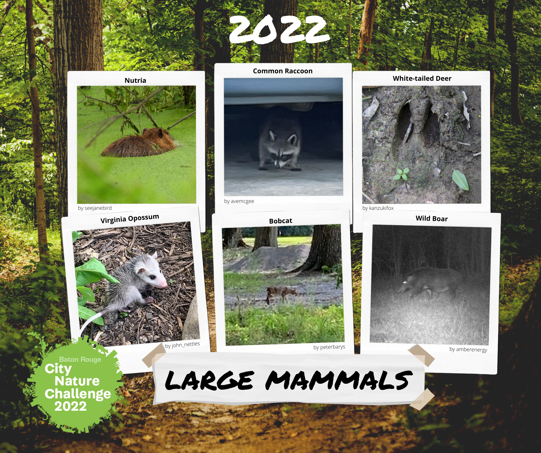 2022mammals2.png