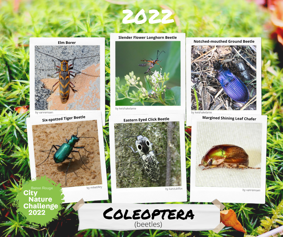 Fun Finds 2022 Coleoptera.png