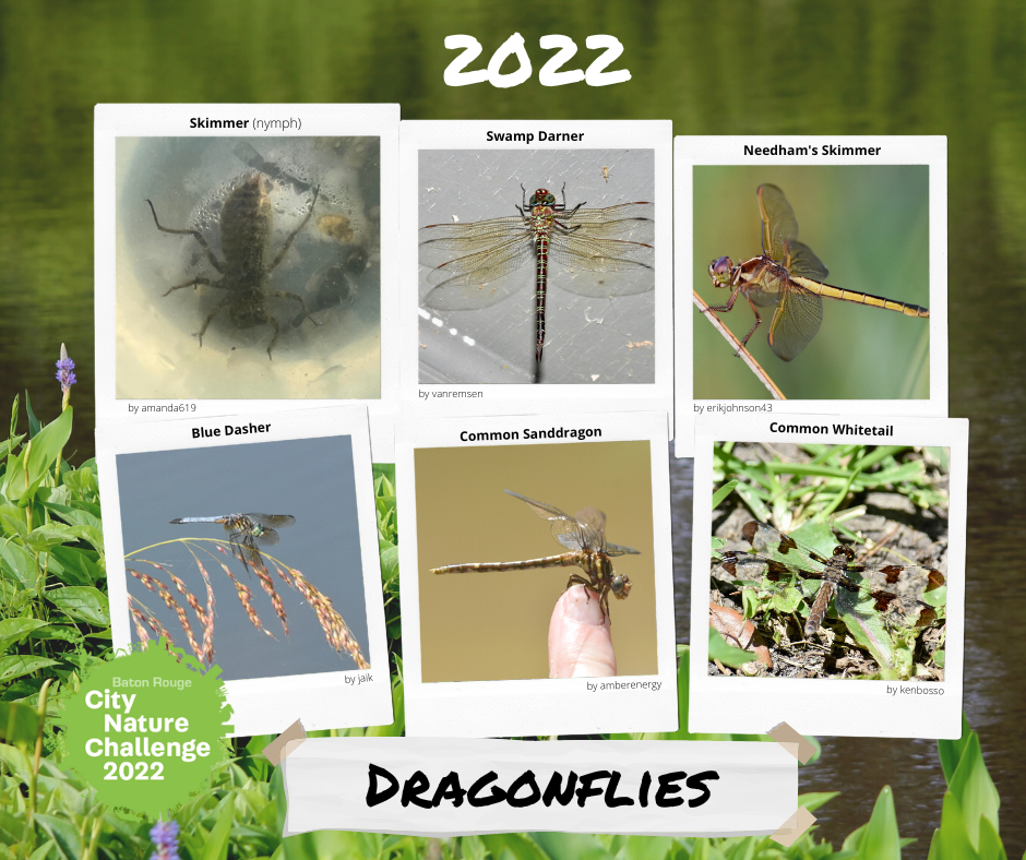 Fun Finds 2022 Orthoptera1.png