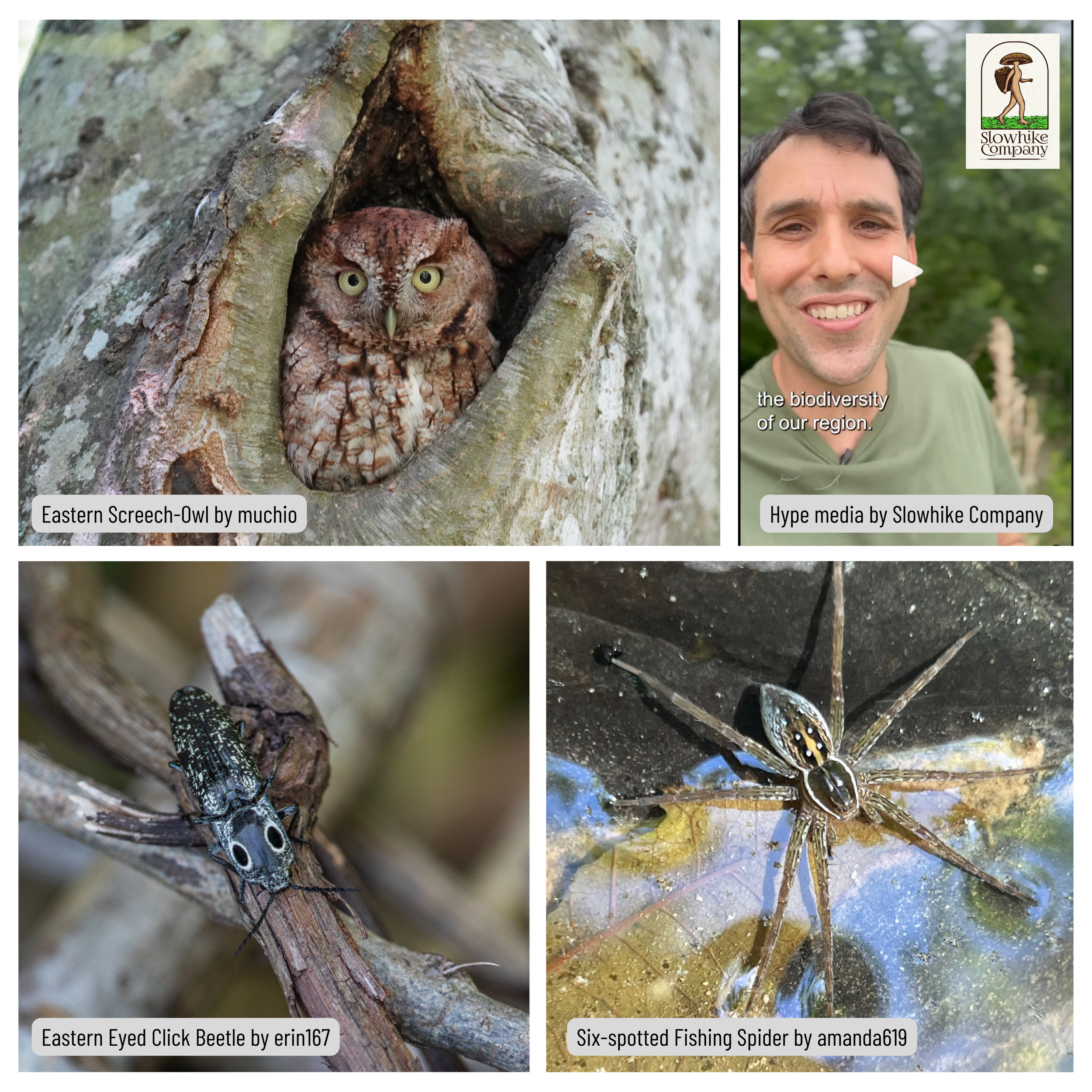  Eastern Screech-Owl; Hype media by Slowhike Company; Eastern Eyed Click Beetle; Six-spotted Fishing Spider. 