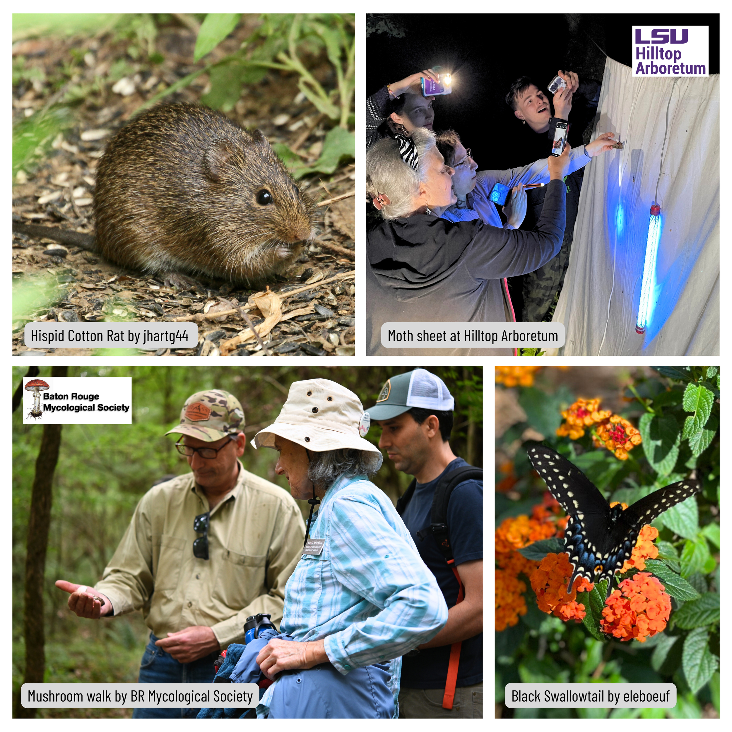  Hispid Cotton Rat; Moth sheet at Hilltop Arboretum; Mushroom walk by BR Mycological Society; Black Swallowtail butterfly. 