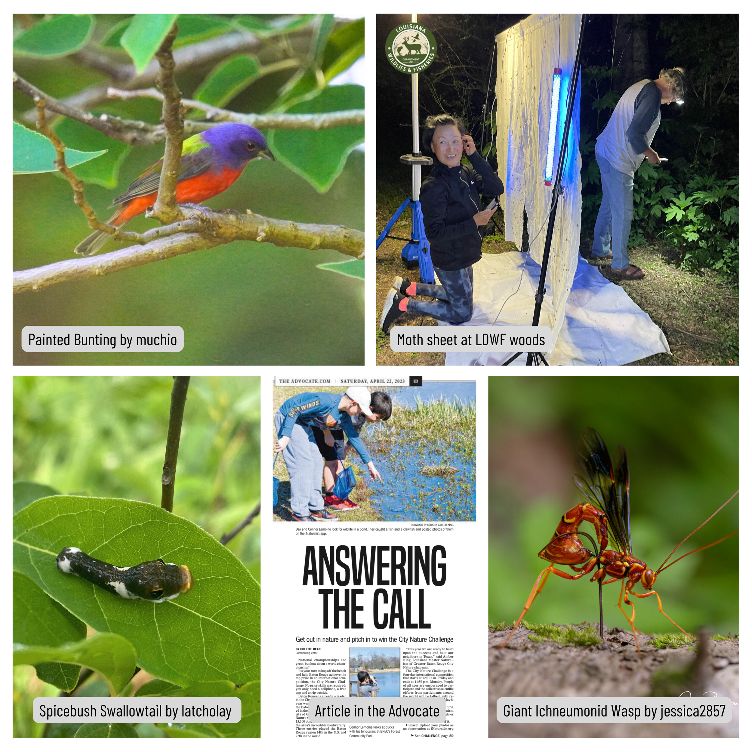  Painted Bunting; Moth sheet in the LDWF woods; Spicebush Swallowtail caterpillar; Article in the Advocate newspaper; Giant Ichneumonid Wasp. 