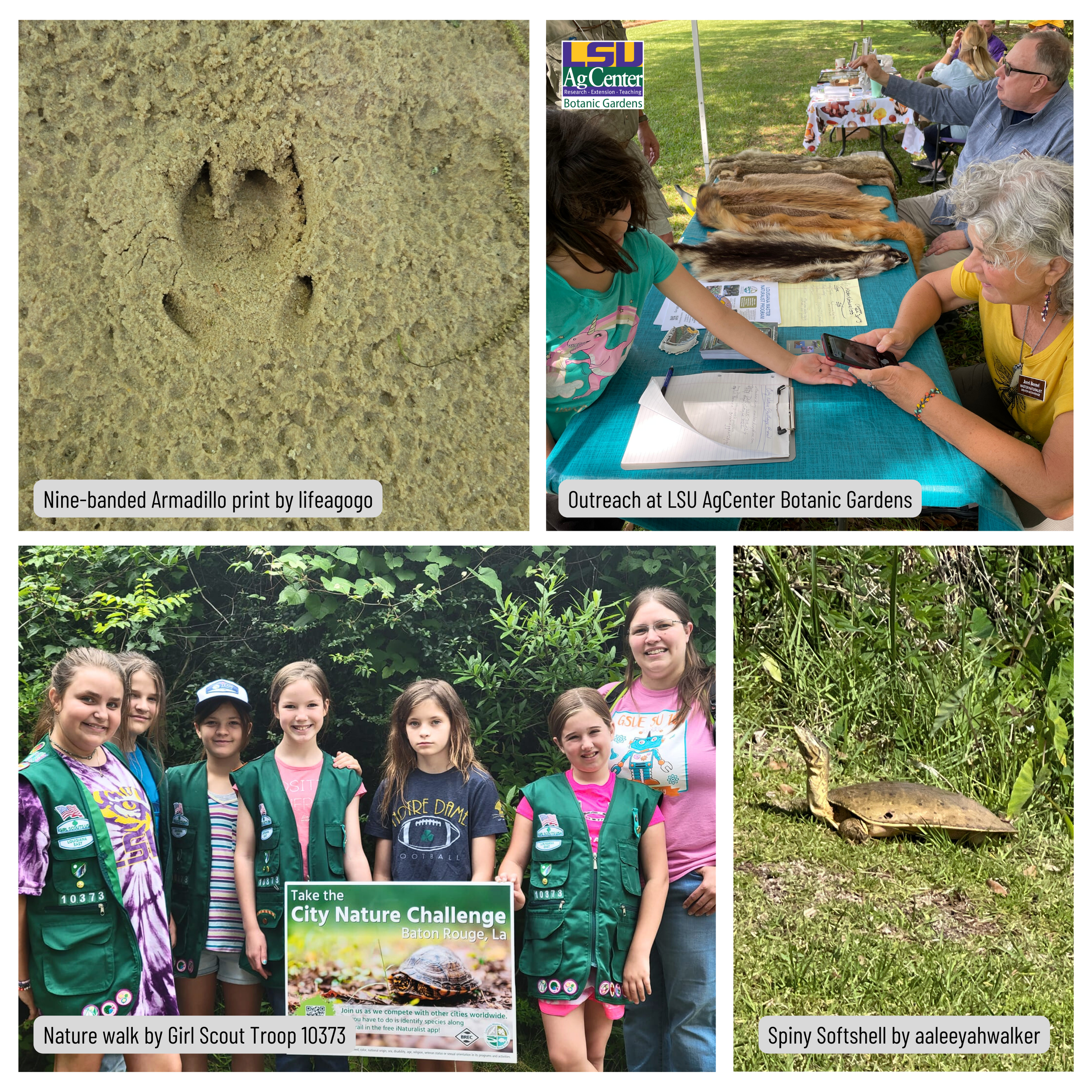  Nine-banded Armadillo print; Outreach at the LSU AgCenter Botanic Gardens; Nature walk by Girl Scout Troop 10373; Spiny Softshell turtle. 