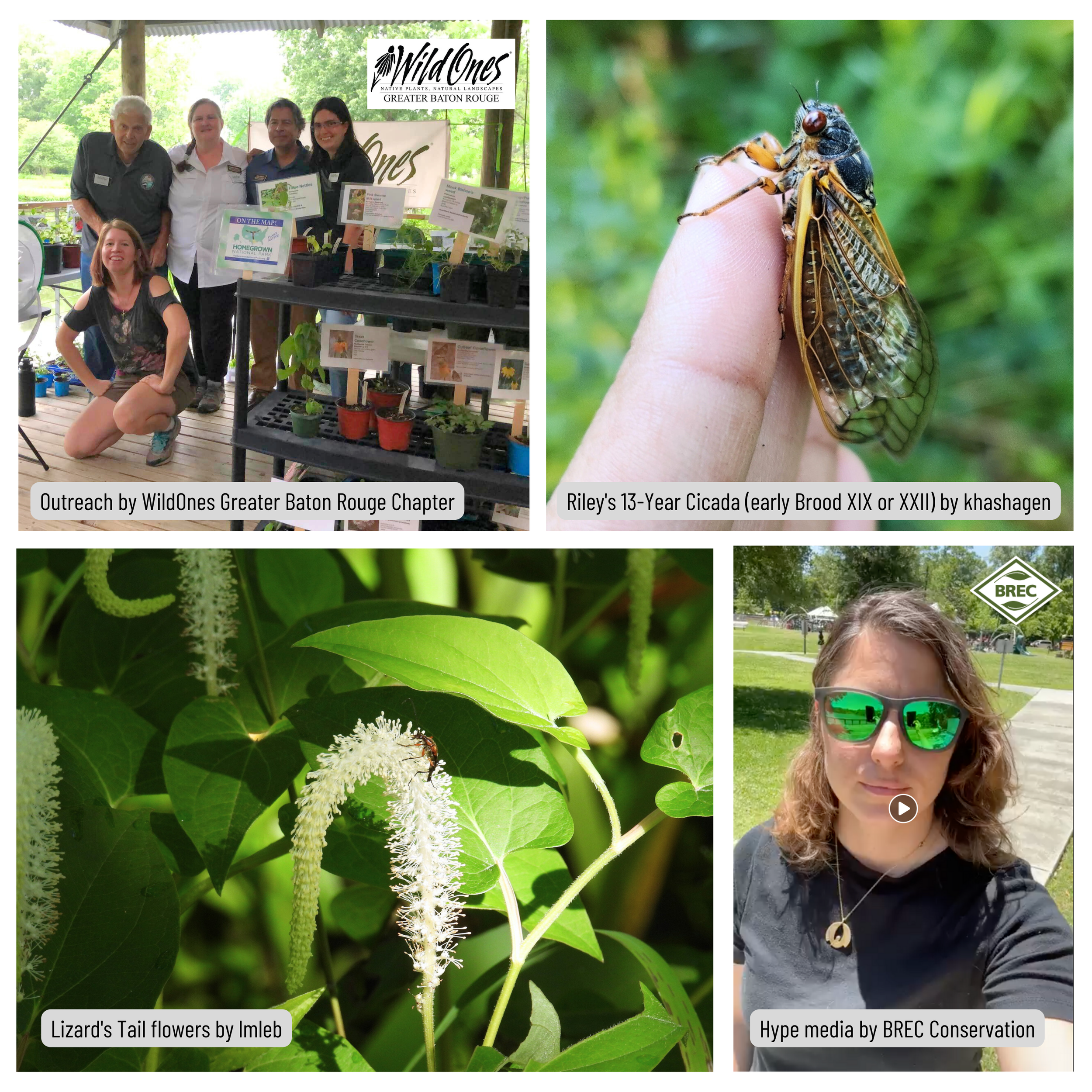  Outreach with WildOnes Baton Rouge Chapter; Riley’s 13-Year Cicada (early Brood XIX or XXII); Lizard’s Tail flowers; Hype media by BREC Conservation. 