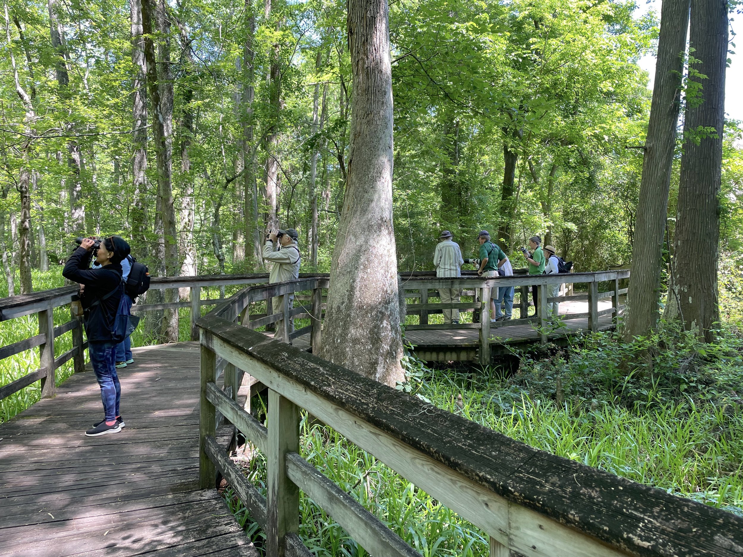 bluebonnet swamp.jpeg